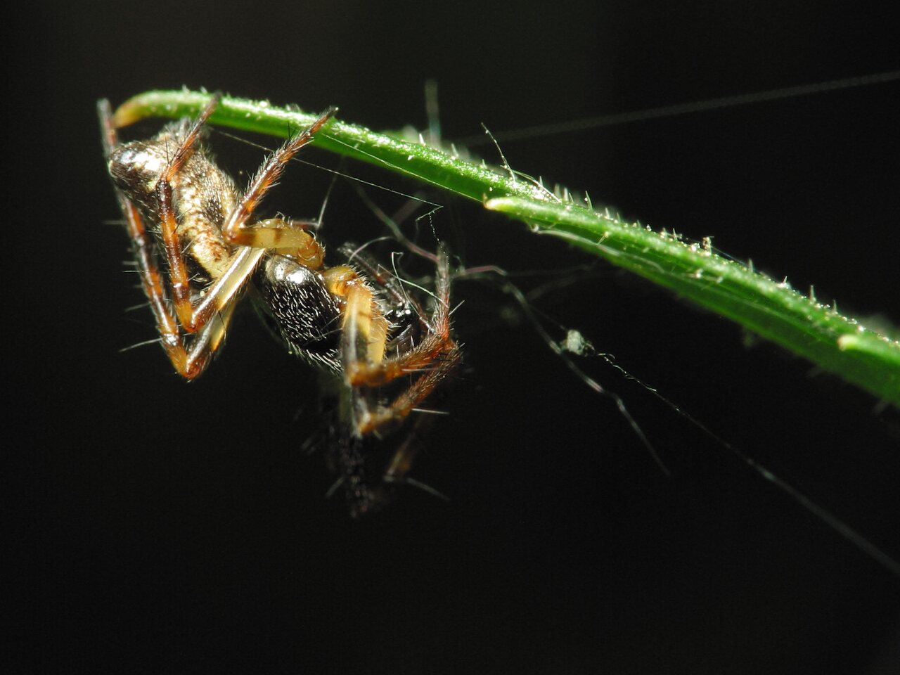 Araneae-1106.jpg