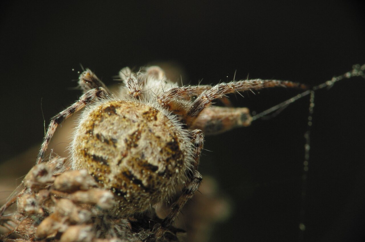 Araneidae-Agalenatea-redii-1191.jpg