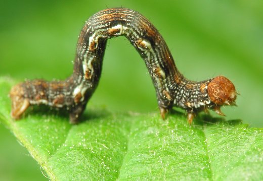 Erannis defoliaria caterpillar · žiemsprindis, vikšras