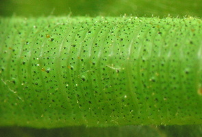 Pieris rapae caterpillar · ropinis baltukas, vikšras