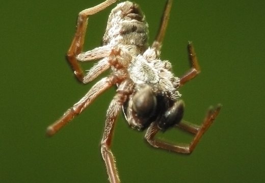 Araneae · voras