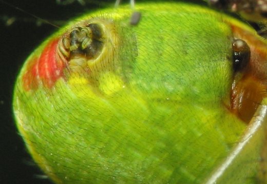 Araniella cucurbitina, spinnerets · raudondėmis voriukas