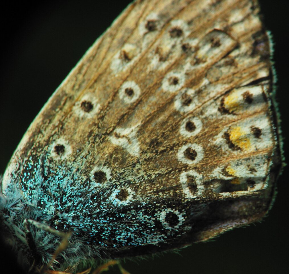 Polyommatus-icarus-2477.jpg