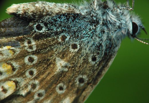 Polyommatus icarus · dirvinis melsvys