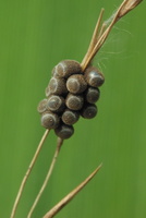 Pentatomidae eggs · tikrosios skydblakės kiaušinėliai
