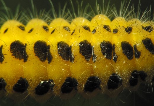 Zygaena filipendulae caterpillar · vingiorykštinis marguolis, vikšras