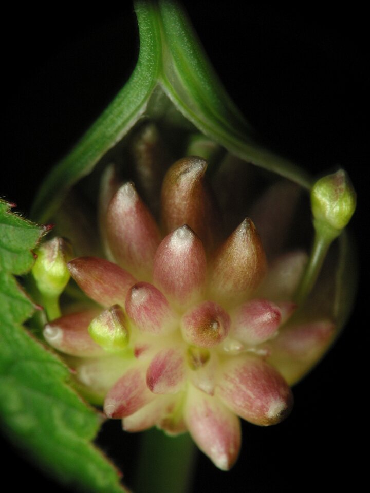Allium-oleraceum-3056.jpg