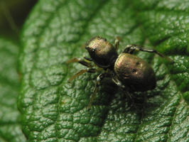 Heliophanus auratus female · auksaspalvis žėrūnas ♀