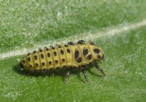 Psyllobora vigintiduopunctata larva · dvidešimtdvitaškė boružė, lerva