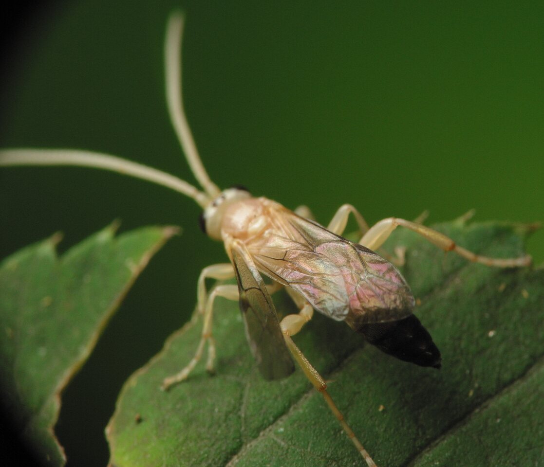 Hymenoptera-3382.jpg