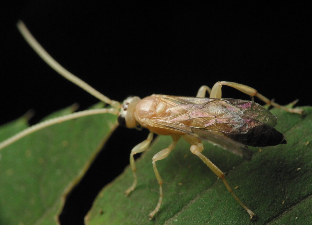 Hymenoptera-3384.jpg