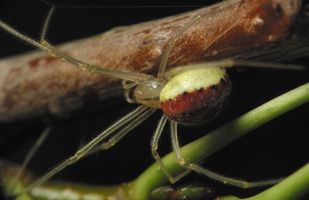 Enoplognatha ovata · paprastasis pinkliavoris