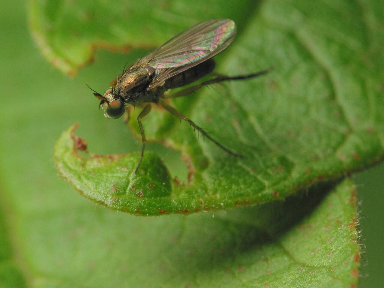 Diptera-3566.jpg
