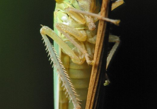 Cicadella viridis · žalioji cikadėlė