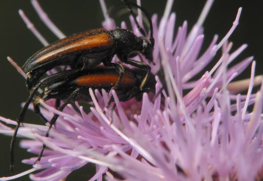 Stenurella melanura mating · juodasiūlis grakštenis poruojasi