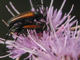 Stenurella melanura mating · juodasiūlis grakštenis poruojasi