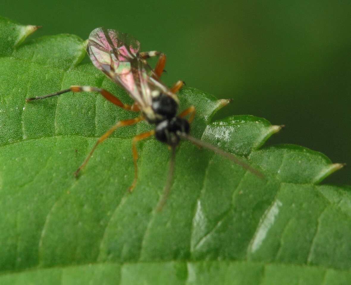 Hymenoptera-4161.jpg