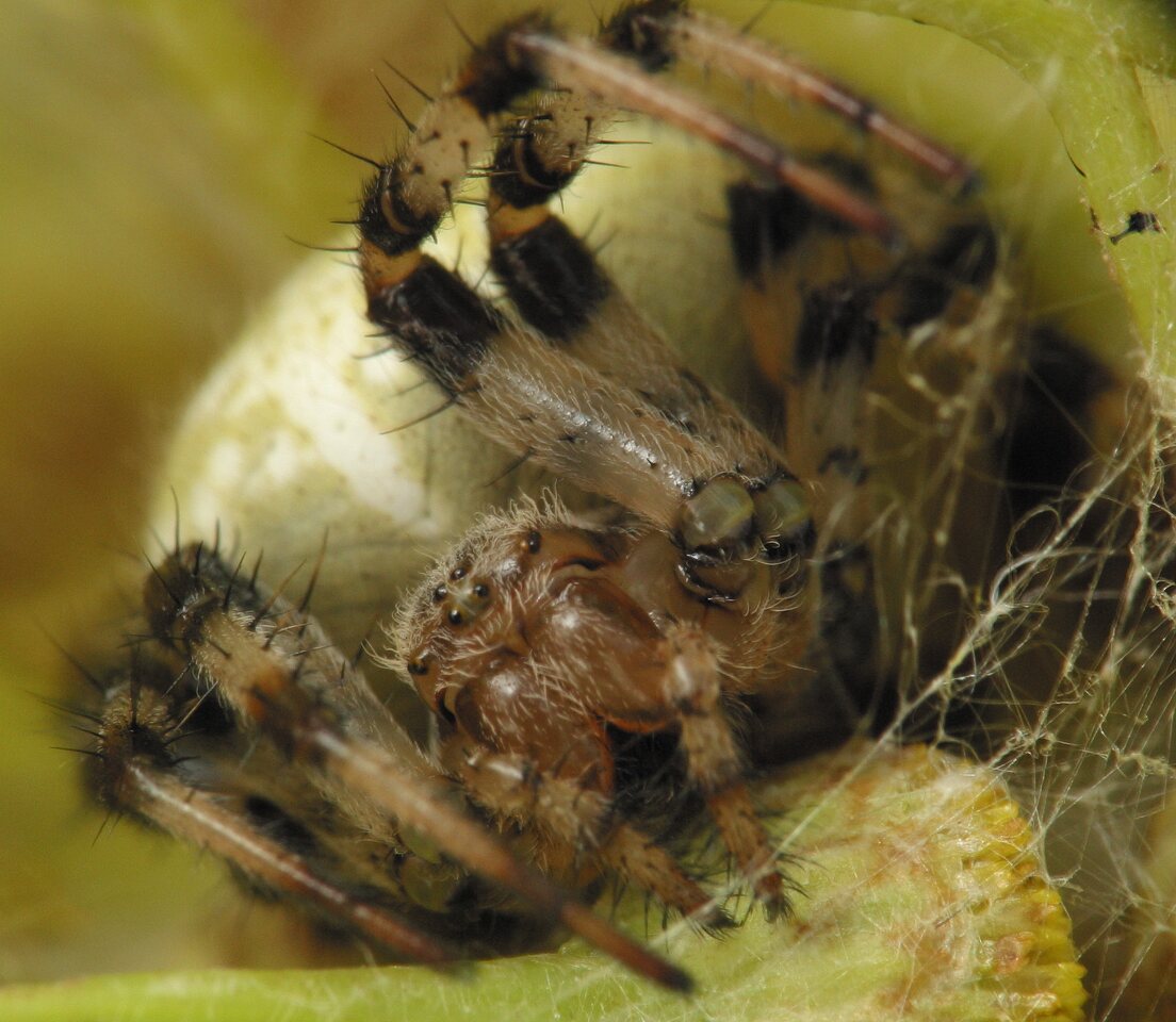Araneus quadratus female · keturdėmis kryžiuotis ♀