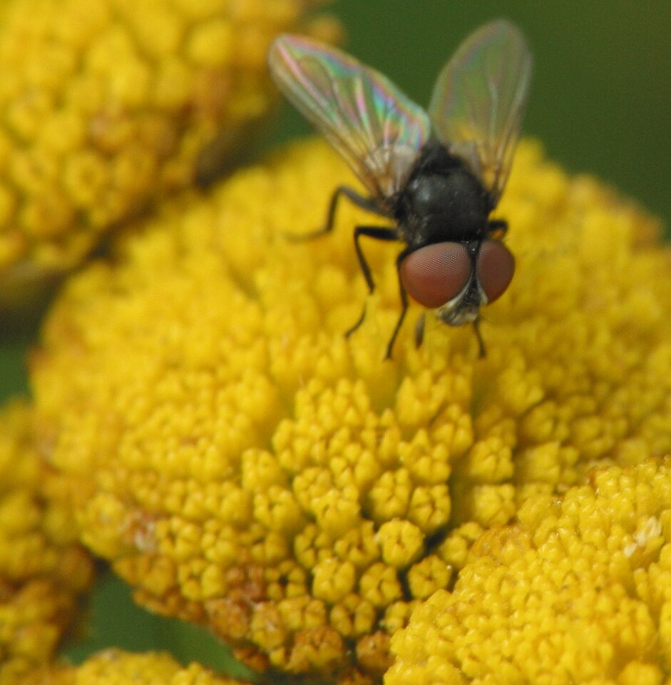 Diptera-4277.jpg