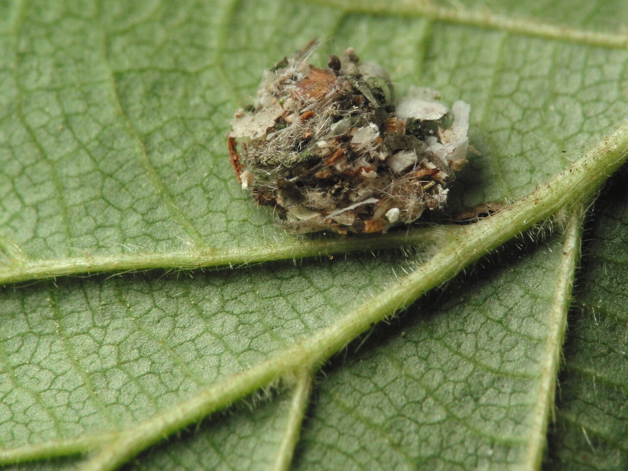 Chrysopidae-larva-4305.jpg