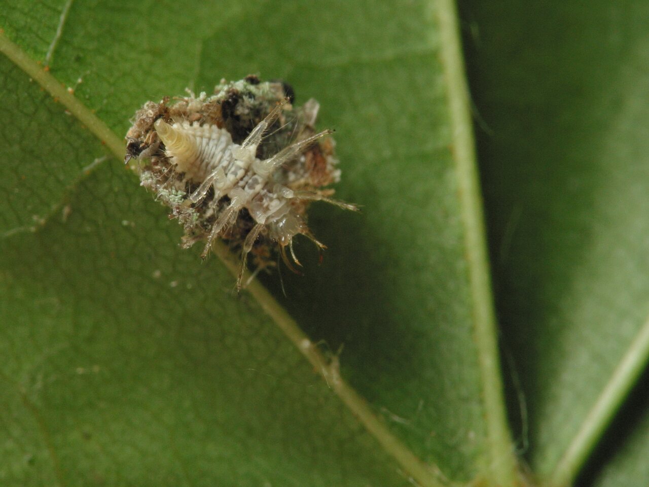 Chrysopidae-larva-4322.jpg