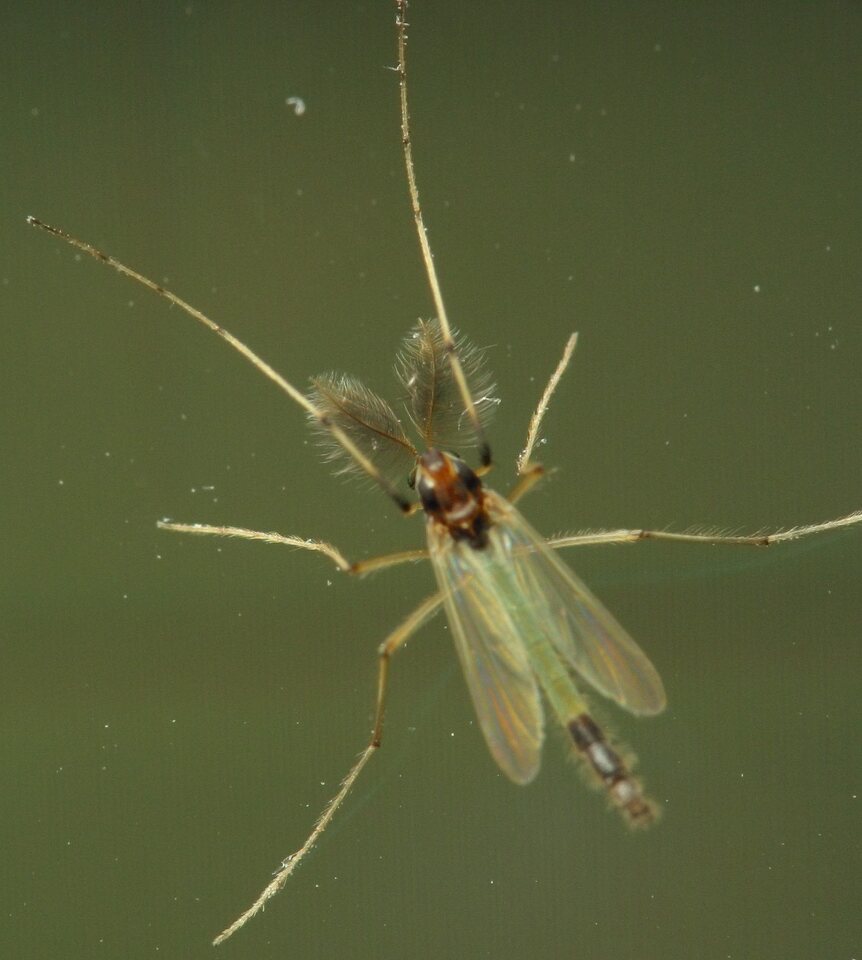 Diptera-4361.jpg