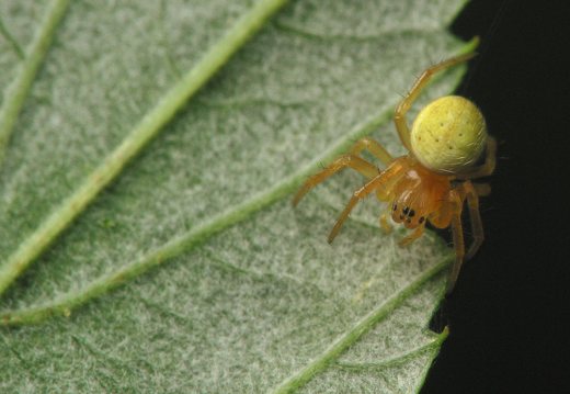 Araniella cucurbitina · raudondėmis voriukas