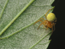 Araniella cucurbitina · raudondėmis voriukas