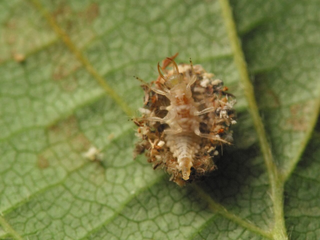 Chrysopidae-larva-4452.jpg