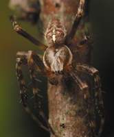 Araneus diadematus male · paprastasis kryžiuotis ♂