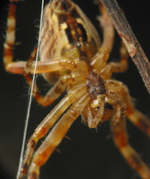 Araneus diadematus female · paprastasis kryžiuotis ♀