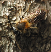 Andrena fulva male · rūdžiagaurė smėliabitė ♂