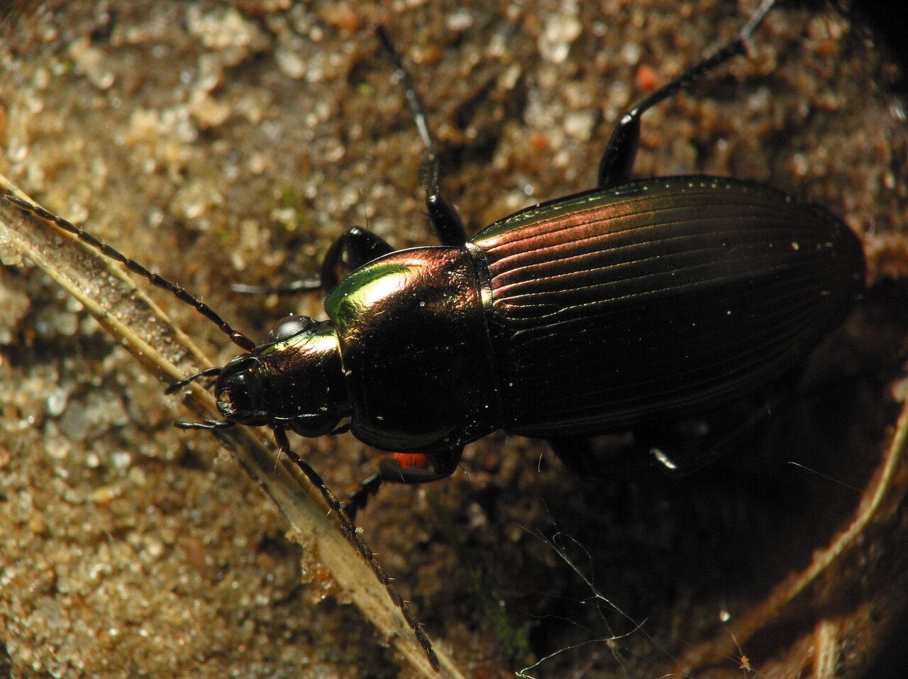 Carabidae-5981.jpg
