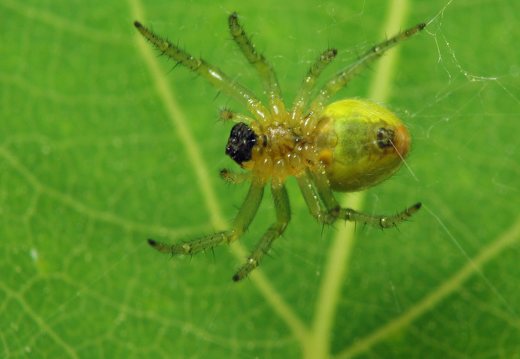 Araniella cucurbitina female · raudondėmis voriukas ♀