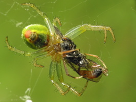Araniella cucurbitina female with prey · raudondėmis voriukas ♀