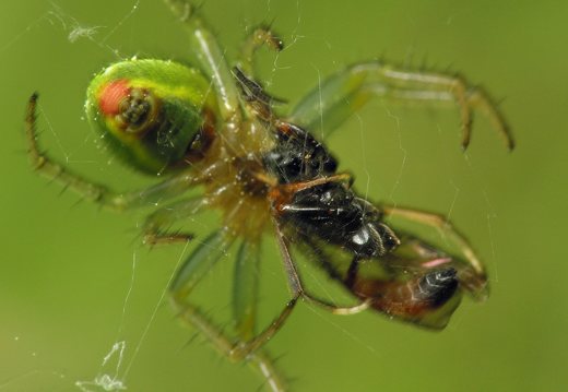 Araniella cucurbitina female feeding · raudondėmis voriukas ♀