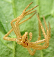 spider exuviae