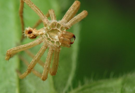 spider exuviae