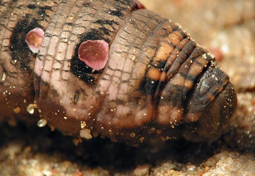 Deilephila elpenor caterpillar · pievinis sfinksas, vikšras