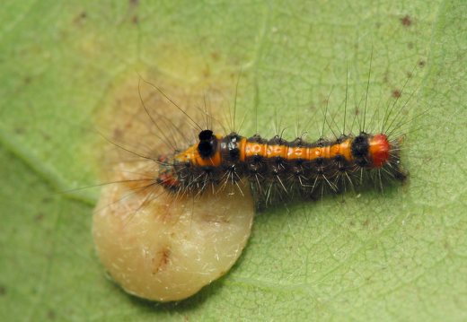 Euproctis similis, young caterpillar · geltonuodegis verpikas, jaunas vikšras