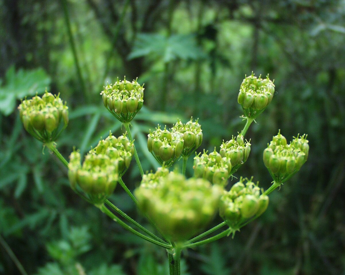 Apiaceae-P6230113.jpg