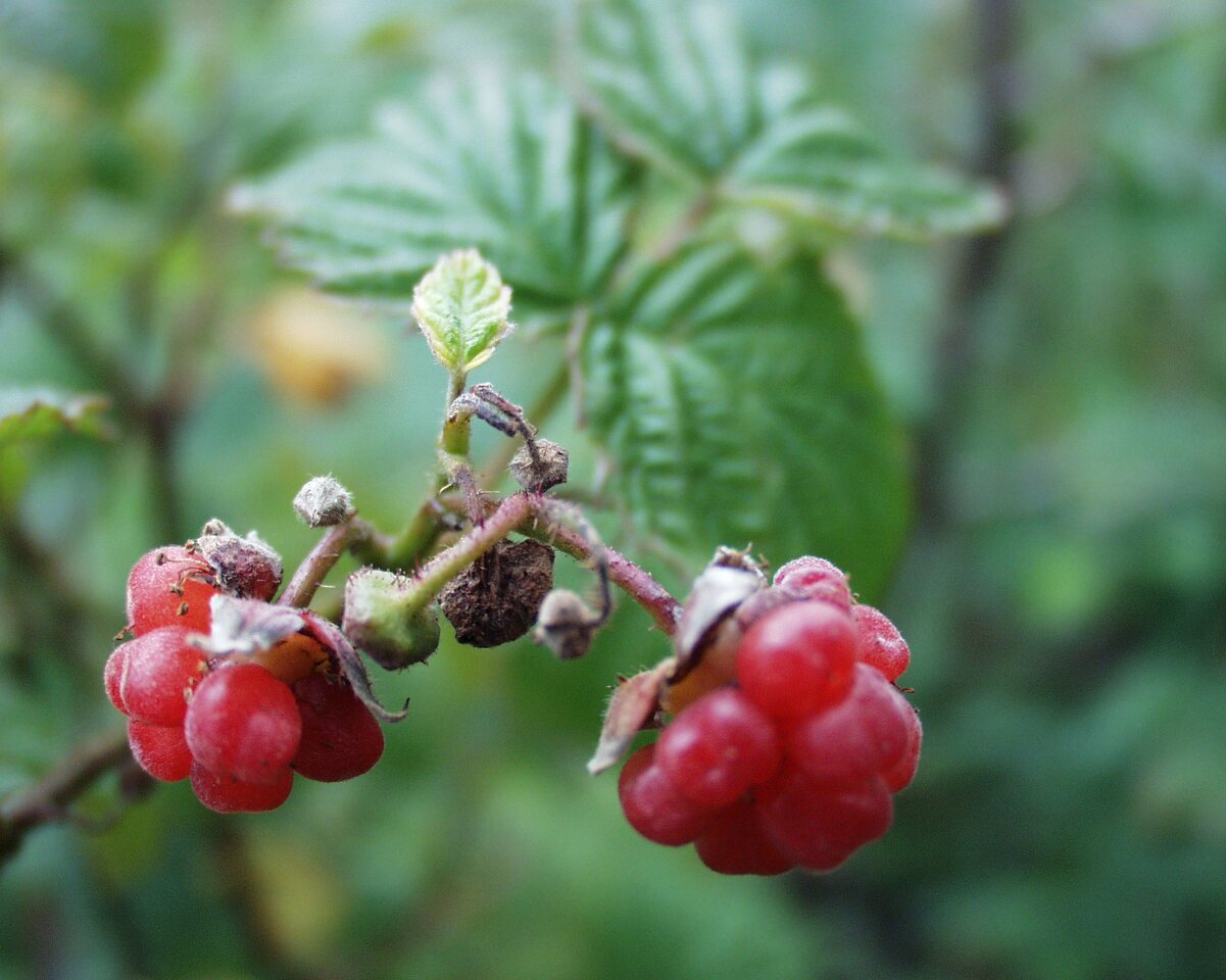 P6230116-Rubus-idaeus.jpg