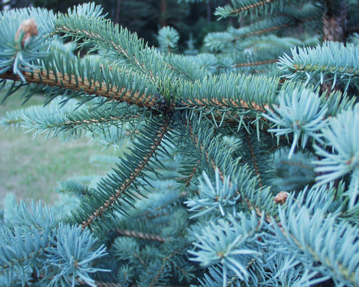 Picea-pungens-P6240213.jpg