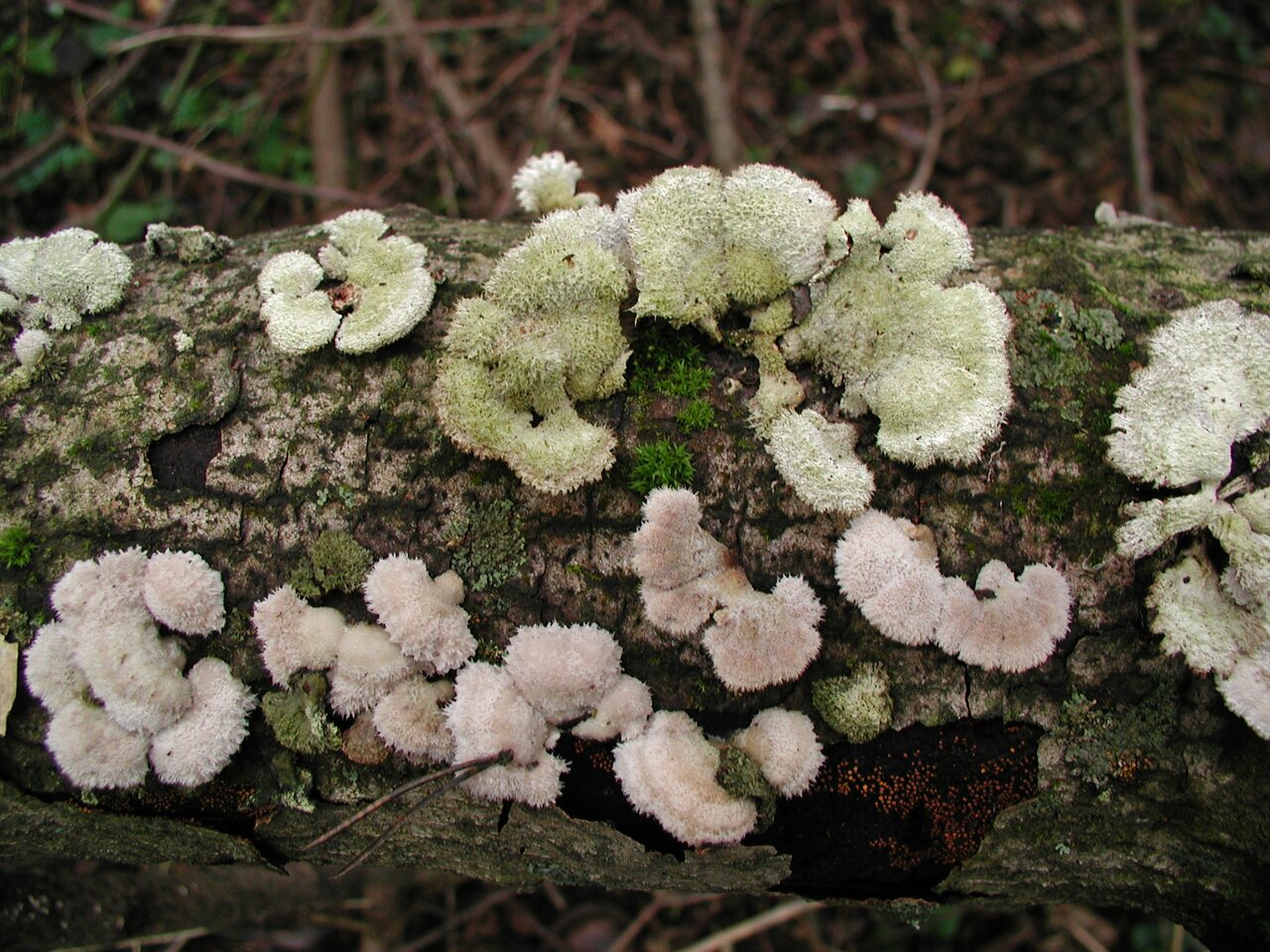 fungi-PB180064.jpg