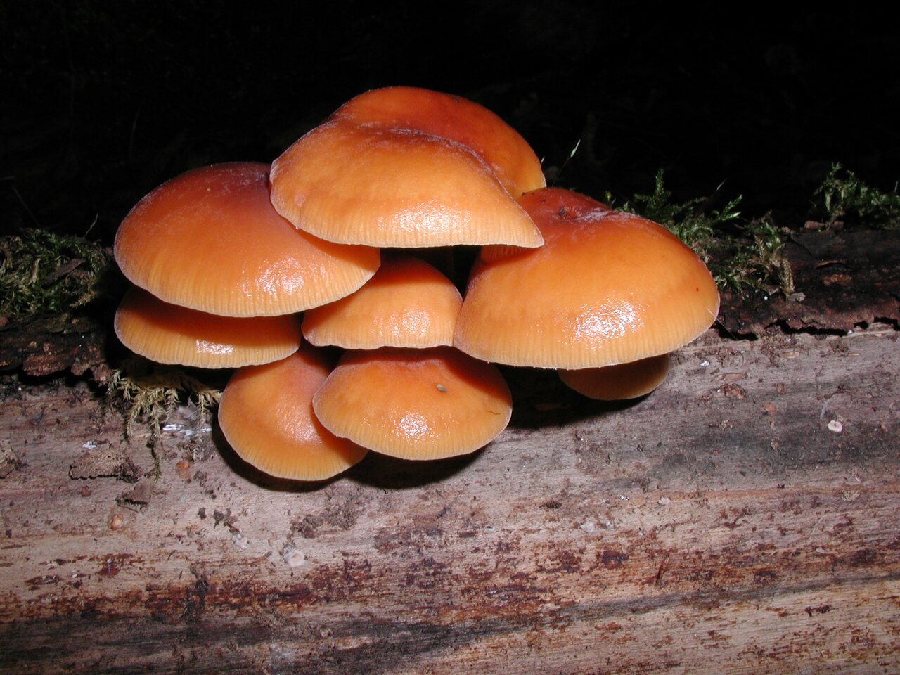 fungi-PB180085.jpg