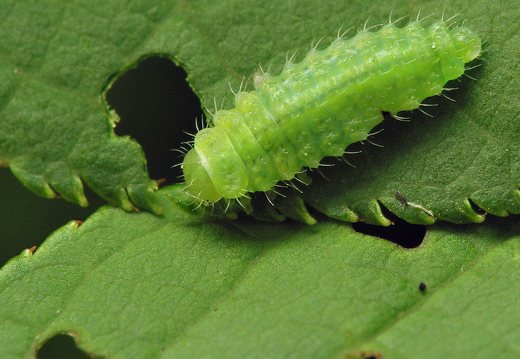 Gonioctena quinquepunctata larva · penkiataškis dygblauzdis, lerva