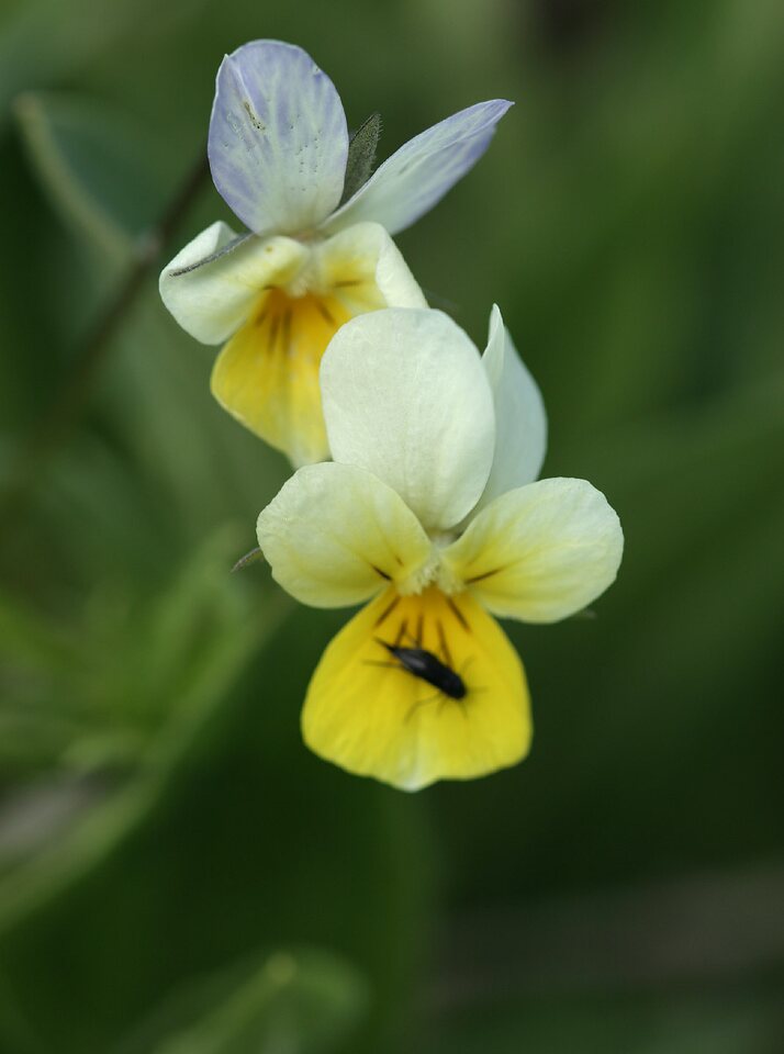 Viola-arvensis-7669.jpg