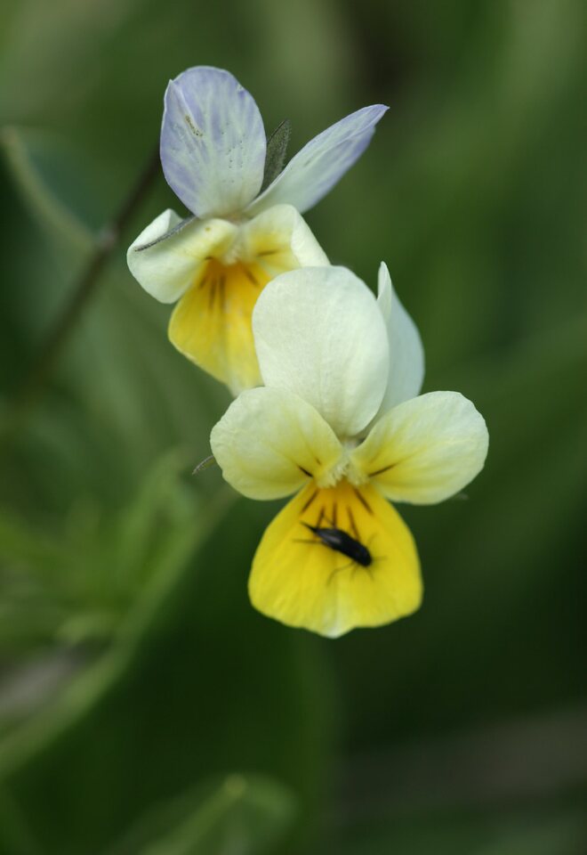 Viola-arvensis-7670.jpg