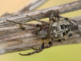 Larinioides cornutus female · nendrinis žnypliavoris ♀