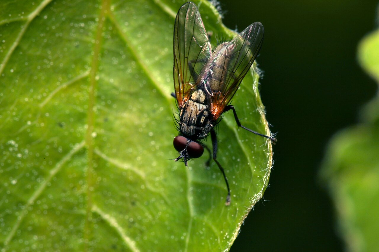 Diptera-7834.jpg